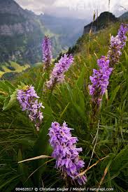 Attēlu rezultāti vaicājumam “Dactylorhiza maculata flower”