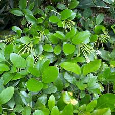 Attēlu rezultāti vaicājumam “Lophozia longiflora”