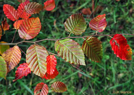 Attēlu rezultāti vaicājumam “Carpinus caroliniana male flower”