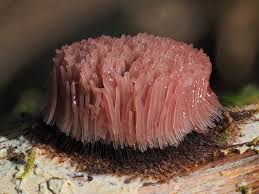 Attēlu rezultāti vaicājumam “Stemonaria irregularis stalked”