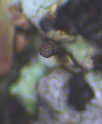 Attēlu rezultāti vaicājumam “Licea testudinacea young”