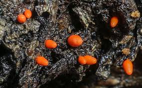 Attēlu rezultāti vaicājumam “Lycogala conicum”