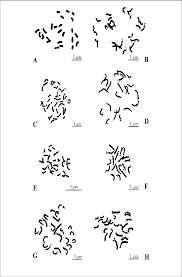 Attēlu rezultāti vaicājumam “Arenaria procera”