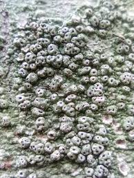 Attēlu rezultāti vaicājumam “Pertusaria pertusa”