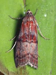 Attēlu rezultāti vaicājumam “Acrobasis advenella”