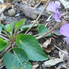 Attēlu rezultāti vaicājumam “Viola rupestris leaf”