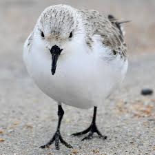 Attēlu rezultāti vaicājumam “Calidris alba adult”