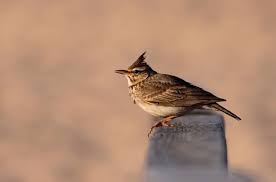 Attēlu rezultāti vaicājumam “Galerida cristata adult”