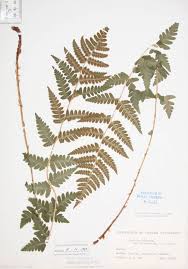 Attēlu rezultāti vaicājumam “Dryopteris cristata”