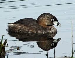 Image result for Podilymbus podiceps