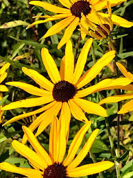 Attēlu rezultāti vaicājumam “Rudbeckia hirta var. pulcherrima”