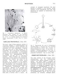 Attēlu rezultāti vaicājumam “Amaurochaete atra spores”