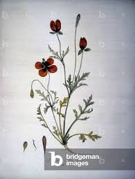 Attēlu rezultāti vaicājumam “Papaver argemone”