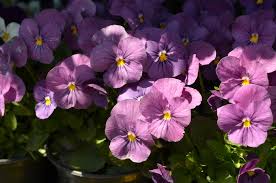 Image result for Viola cornuta