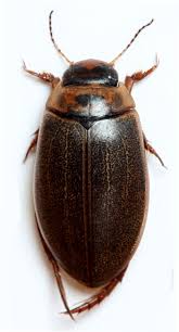 Attēlu rezultāti vaicājumam “Rhantus frontalis”