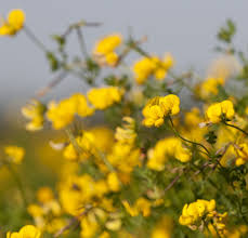 Attēlu rezultāti vaicājumam “Lotus corniculatus flower”