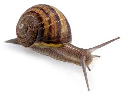 Attēlu rezultāti vaicājumam “Helicidae”