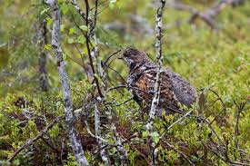 Attēlu rezultāti vaicājumam “Tetrastes bonasia female”