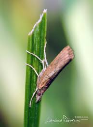 Attēlu rezultāti vaicājumam “Pediasia contaminella”