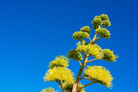 Attēlu rezultāti vaicājumam “Chrysosplenium alternifolium bud”