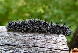 Attēlu rezultāti vaicājumam “Nymphalis xanthomelas larva”