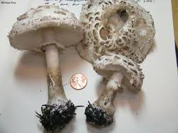 Attēlu rezultāti vaicājumam “Macrolepiota rhacodes”