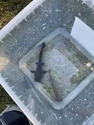 Image result for Ameiurus melas