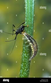 Attēlu rezultāti vaicājumam “Chrysopidae imago”