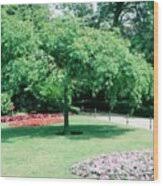 Attēlu rezultāti vaicājumam “Fraxinus excelsior Pendula”