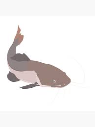 Image result for Pylodictis olivaris