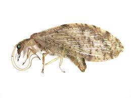 Attēlu rezultāti vaicājumam “Hemerobiidae”