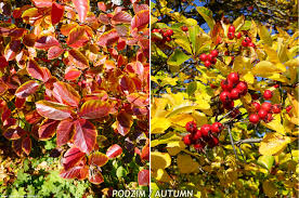 Attēlu rezultāti vaicājumam “Crataegus persimilis fruit”