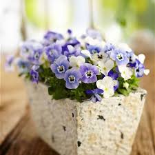 Image result for Hornveilchen