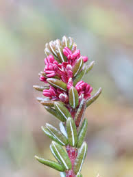 Attēlu rezultāti vaicājumam “Empetrum nigrum flower”