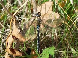 Attēlu rezultāti vaicājumam “Aeshna mixta male”
