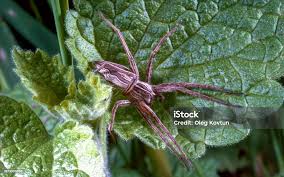 Attēlu rezultāti vaicājumam “Pisaura mirabilis”