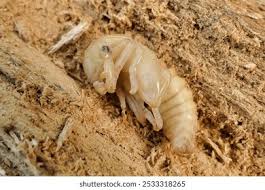 Attēlu rezultāti vaicājumam “Ceruchus chrysomelinus larva”