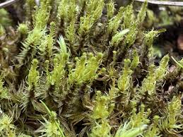 Attēlu rezultāti vaicājumam “Aulacomnium palustre”