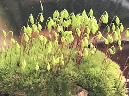 Attēlu rezultāti vaicājumam “sporophyte”