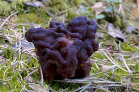 Attēlu rezultāti vaicājumam “Gyromitra esculenta”