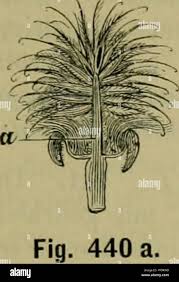 Attēlu rezultāti vaicājumam “Geum rivale fruit”