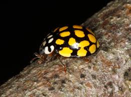 Attēlu rezultāti vaicājumam “Sospita vigintiguttata”