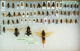 Attēlu rezultāti vaicājumam “Tenthredinidae”