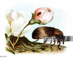 Attēlu rezultāti vaicājumam “Anthonomus pomorum”