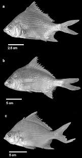 Image result for Eugerres plumieri