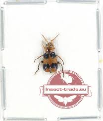 Attēlu rezultāti vaicājumam “Malachidae”