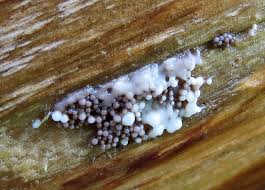 Attēlu rezultāti vaicājumam “Lycogala cf. fossiculatum”