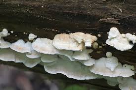 Attēlu rezultāti vaicājumam “Postia leucomallella”