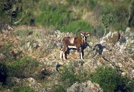 Attēlu rezultāti vaicājumam “Ovis aries juvenile”