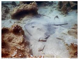 Image result for Himantura uarnak